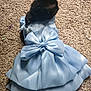 cat, black_cat, pet, dress, blue_dress, bow, carpet, indoor, animal, feline, cute, clothing, costume, sitting, back_view, fabric, texture, floor, domestic_cat, accessory