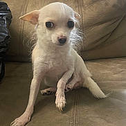 Paloma joined the competition — help win amazing prizes! animal, companion, couch, cute, dog, domestic_animal, ears, expression, face, fur, furniture, household, indoor, living_room, paw, pet, sitting, small_dog, tail, white_dog