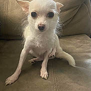 Paloma joined the competition — help win amazing prizes! dog, small_dog, white_dog, pet, indoor, couch, furniture, animal, cute, sitting, paw, ears, fur, canine, looking, front_view, domestic_animal, companion, household, portrait