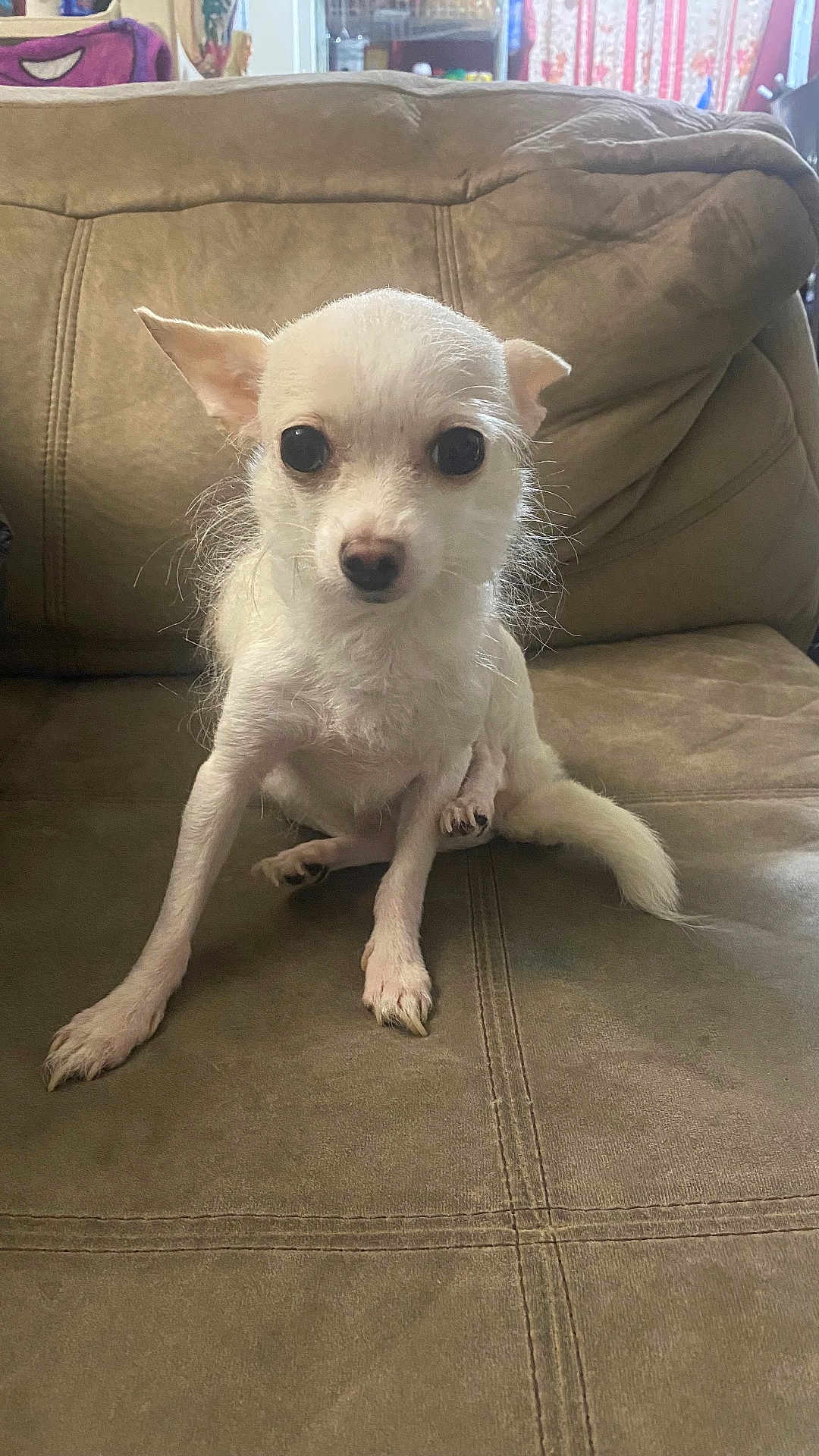 Paloma joined the competition — help win amazing prizes! dog, small_dog, white_dog, pet, indoor, couch, furniture, animal, cute, sitting, paw, ears, fur, canine, looking, front_view, domestic_animal, companion, household, portrait