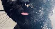 Midnight joined the competition — help win amazing prizes! cat, close_up, black_cat, yellow_eyes, tongue_out, whiskers, curious, pet, animal, feline, face, cute, indoor, portrait, fur, playful, expression, muzzle, nose, eye