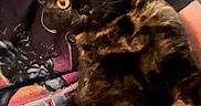 Midnight joined the competition — help win amazing prizes! animal, arm, cat, close_up, companion, cuddle, curious, domestic_cat, feline, fur, graphic_tshirt, holding, indoor, mammal, person, pet, portrait, tortoiseshell, tshirt, yellow_eyes