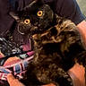Midnight joined the competition — help win amazing prizes! cat, tortoiseshell, pet, animal, yellow_eyes, fur, person, arm, tshirt, graphic_tshirt, indoor, close_up, holding, curious, domestic_cat, mammal, feline, portrait, companion, cuddle