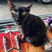 Midnight joined the competition — help win amazing prizes! cat, tortoiseshell_cat, animal, pet, yellow_eyes, sitting, bench, workshop, tools, metal, car_tire, garage, floor, equipment, curious, feline, closeup, indoor, rust, orange