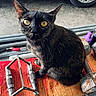 cat, tortoiseshell_cat, animal, pet, yellow_eyes, sitting, bench, workshop, tools, metal, car_tire, garage, floor, equipment, curious, feline, closeup, indoor, rust, orange