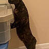 cat, tortoiseshell, curious, standing, storage_bins, indoor, tile_floor, wall, pet, animal, feline, looking, side_view, four_legs, whiskers, ears, tail, domestic, home, investigating