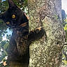 Midnight joined the competition — help win amazing prizes! cat, tortoiseshell_cat, tree, tree_trunk, leaves, outdoor, nature, animal, pet, climbing, fur, eyes, sunlight, daylight, greenery, wildlife, mammal, closeup, curious, branch
