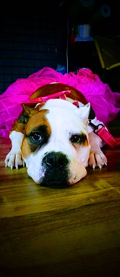 Lucy Lou is registered to the contest to win money with this photo: australian_bulldog, bulldog, canidae, carnivore, close_up, companion_dog, dog, dog_breed, fawn, flooring, fur, grass, magenta, molosser, plant, snout, sporting_group, whiskers, wood, wrinkle