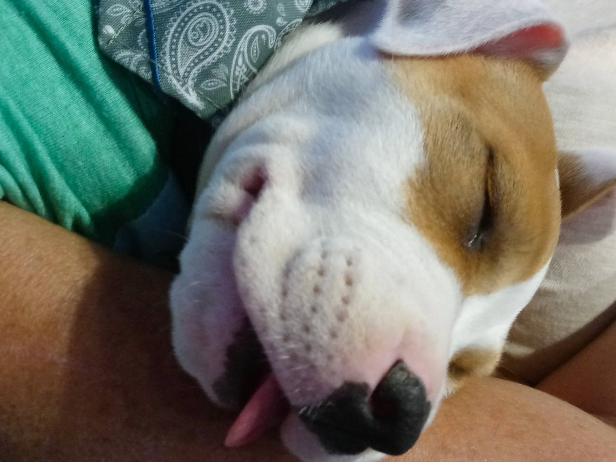 Hope is registered to the contest to win money with this photo: bored, canidae, carnivore, collar, comfort, companion_dog, dog, dog_breed, dog_supply, ear, fawn, fur, linens, paw, pet_supply, puppy_love, snout, sporting_group, whiskers, working_animal