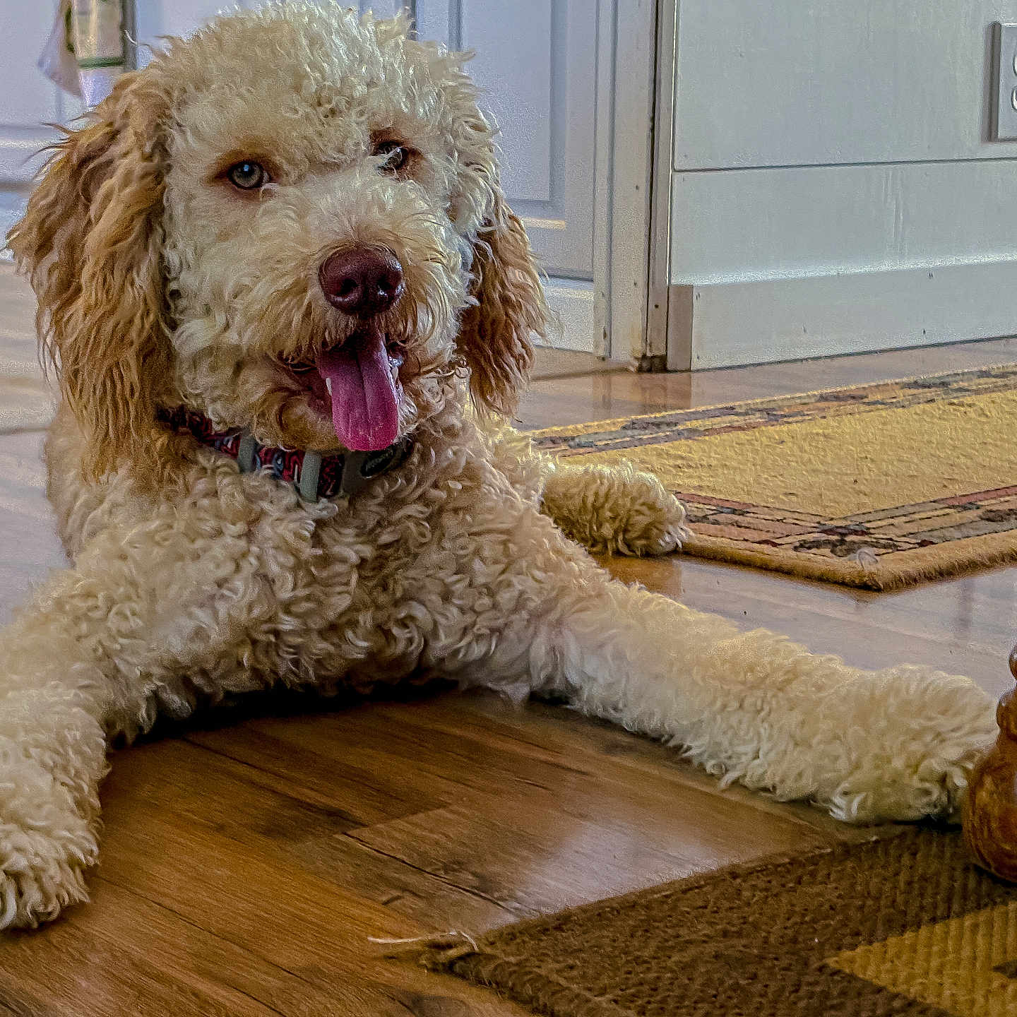 Teddy is registered to the contest to win money with this photo: animal, brown, canine, collar, companion, curly_fur, dog, domestic_animal, floor, furniture_leg, happy, home, indoor, laying_down, pet, relaxed, rug, tongue_out, white, wooden_floor
