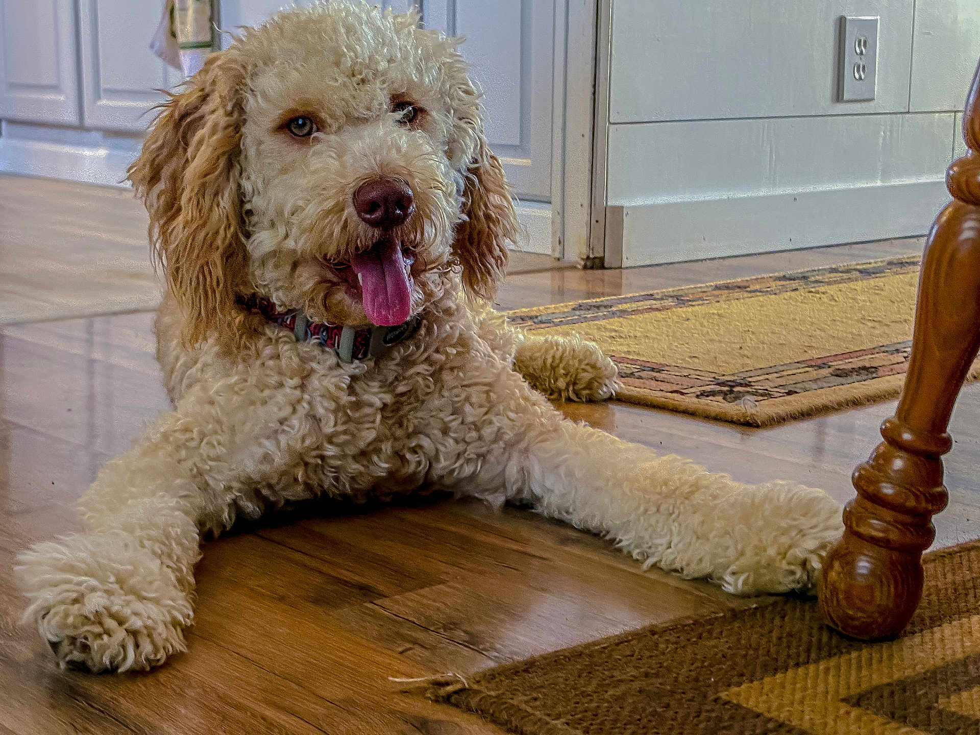 Teddy is registered to the contest to win money with this photo: dog, indoor, wooden_floor, curly_fur, tongue_out, pet, relaxed, home, furniture_leg, rug, collar, canine, floor, happy, animal, domestic_animal, laying_down, brown, white, companion