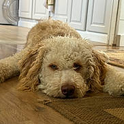 Teddy joined the competition — help win amazing prizes! dog, curly_fur, lying_down, indoor, wooden_floor, brown, beige, pet, animal, relaxed, ear, floor_rug, home_interior, snout, closeup, cute, domestic, companion, mammal, resting