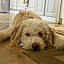 dog, curly_fur, lying_down, indoor, wooden_floor, brown, beige, pet, animal, relaxed, ear, floor_rug, home_interior, snout, closeup, cute, domestic, companion, mammal, resting