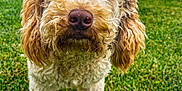 Teddy is registered to the contest to win money with this photo: dog, curly_fur, grass, outdoor, nature, sky, clouds, field, pet, canine, animal, brown, white, ears, snout, portrait, daylight, drool, closeup, summer