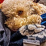 Teddy is registered to the contest to win money with this photo: dog, curly_fur, close_up, blanket, cozy, pet, eye, indoors, resting, soft_texture, fur, brown, sleepy, cute, animal, comfort, warm, relaxation, snuggle, home