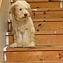 Teddy is registered to the contest to win money with this photo: dog, stairs, wood, indoor, pet, fluffy, sitting, calm, brown, animal, fur, cute, canine, domestic, portrait, side_view, wooden_stairs, home, relaxed, companion