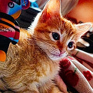 Copper is registered to the contest to win money with this photo: kitten, cat, ginger_cat, toy, blanket, indoor, closeup, feline, pet, curious, cute, soft_fur, pattern, colorful, cozy, animal, young, whiskers, ears, resting