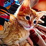 kitten, cat, ginger_cat, toy, blanket, indoor, closeup, feline, pet, curious, cute, soft_fur, pattern, colorful, cozy, animal, young, whiskers, ears, resting