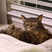 Leah joined the competition — help win amazing prizes! animal, bed, blanket, blinds, cat, cozy, cute, domestic, ears, feline, fur, indoor, paw, pet, relaxed, resting, sleeping, tabby_cat, whiskers, window