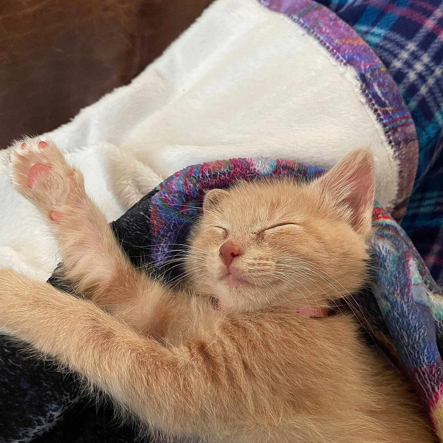 Luna joined the competition — help win amazing prizes! animal, blanket, cat, closeup, comfort, cozy, cute, domestic_cat, feline, fur, ginger, indoor, kitten, napping, paw, pet, relaxing, resting, sleeping, soft
