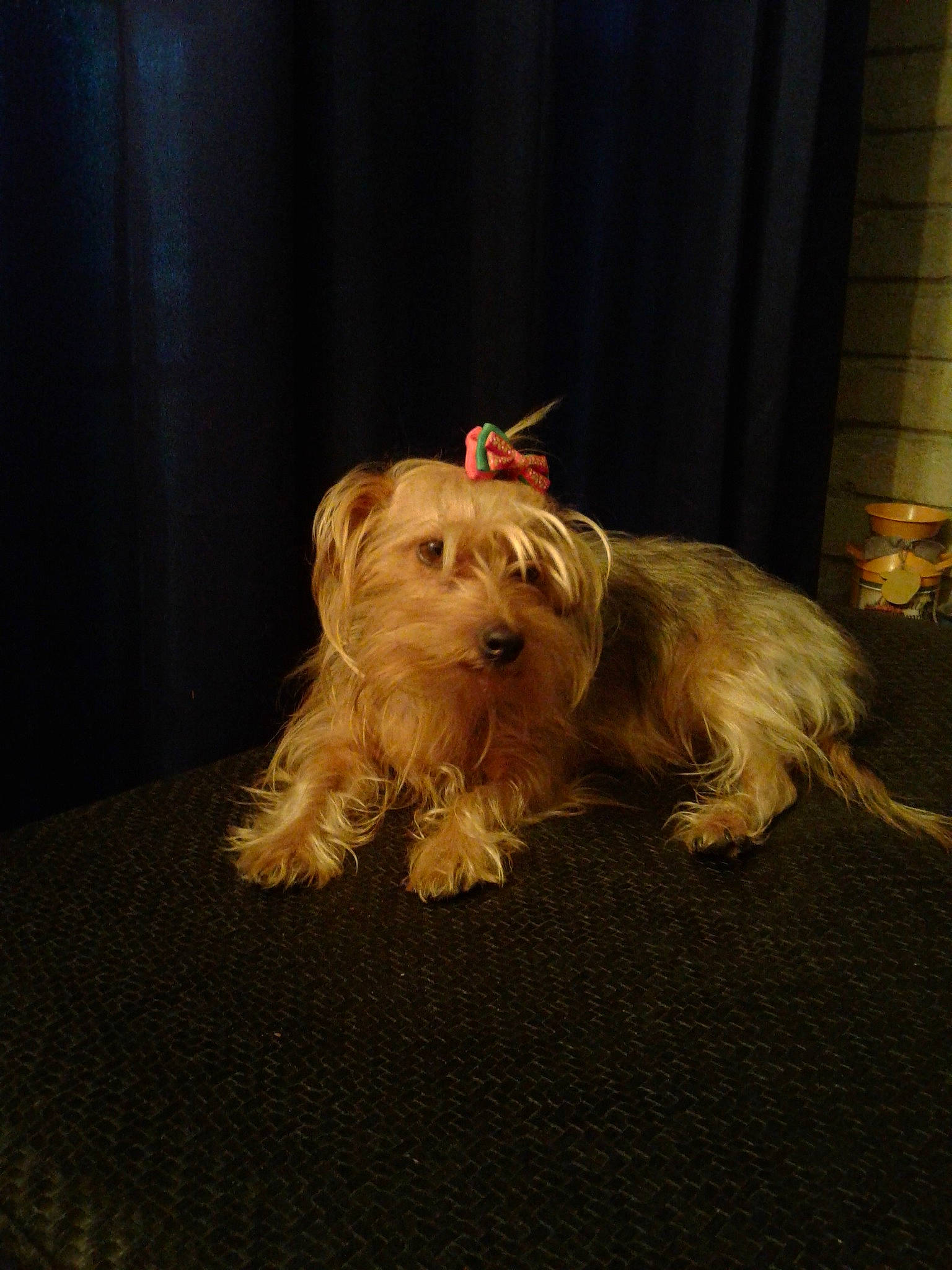 Ruby is registered to the contest to win money with this photo: australian_silky_terrier, australian_terrier, cairn_terrier, canidae, carnivore, dog, dog_breed, glen_of_imaal_terrier, mammal, morkie, norfolk_terrier, rare_breed_dog, schnoodle, skye_terrier, small_terrier, sporting_lucas_terrier, terrier, tibetan_terrier, toy_dog, yorkshire_terrier