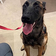 Tokyo a rejoint le concours — aidez-le/la à gagner de superbes lots ! dog, tongue_out, leash, harness, sitting, indoor, tile_floor, paw, closeup, happy, panting, black_nose, brown_fur, shiny_eyes, table_leg, chair, human_leg, pet, portrait, eager