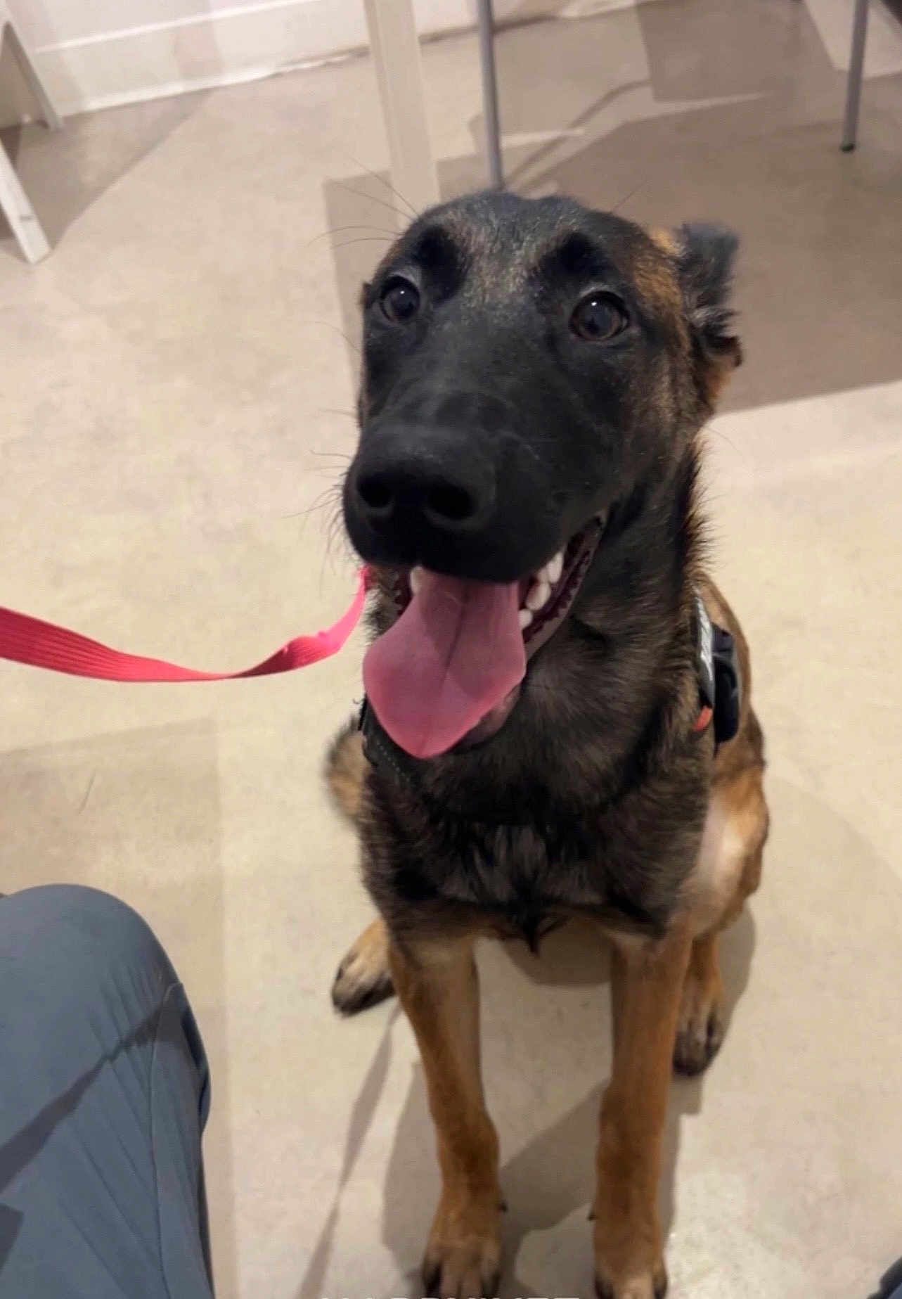 Tokyo a rejoint le concours — aidez-le/la à gagner de superbes lots ! dog, tongue_out, leash, harness, sitting, indoor, tile_floor, paw, closeup, happy, panting, black_nose, brown_fur, shiny_eyes, table_leg, chair, human_leg, pet, portrait, eager
