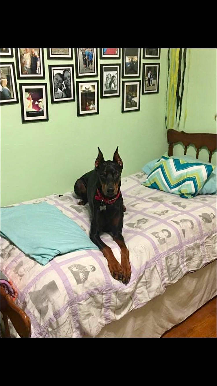 Copper Dakota joined the competition — help win amazing prizes! bed, bed_sheet, bedroom, canidae, carnivore, companion_dog, dog, dog_breed, french_bulldog, furniture, german_shepherd_dog, guard_dog, house, interior_design, mattress, non_sporting_group, room, table