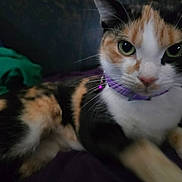Luna is registered to the contest to win money with this photo: animal, bed, blanket, calico, cat, close_up, collar, cute, domestic_animal, feline, fur, green_eyes, indoor, laying_down, pet, portrait, purple_collar, relaxed, soft_light, whiskers