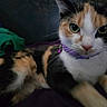 animal, bed, blanket, calico, cat, close_up, collar, cute, domestic_animal, feline, fur, green_eyes, indoor, laying_down, pet, portrait, purple_collar, relaxed, soft_light, whiskers