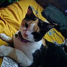 cat, calico_cat, pet, indoor, bed, yellow_bedspread, pillow, fur, whiskers, collar, tag, curious, relaxed, animal, mammal, cute, closeup, domestic_cat, resting, feline
