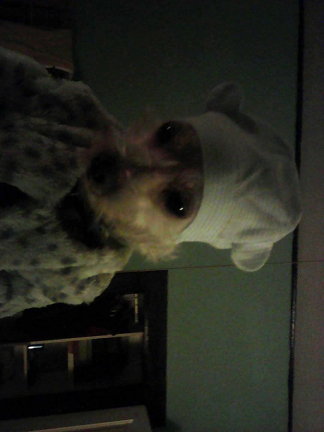 Nanitas joined the competition — help win amazing prizes! dog, small_dog, hat, white_hat, ears, sweater, spotted_sweater, indoor, dark, pet, animal, furry, cute, cozy, looking_at_camera, close_up, face, canine, companion, domestic_animal