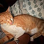 cat, orange_cat, sleeping, pet, indoor, resting, feline, bed, blanket, human_arm, bracelet, comfort, closeup, whiskers, ears, fur, nap, domestic_cat, relaxation, cute
