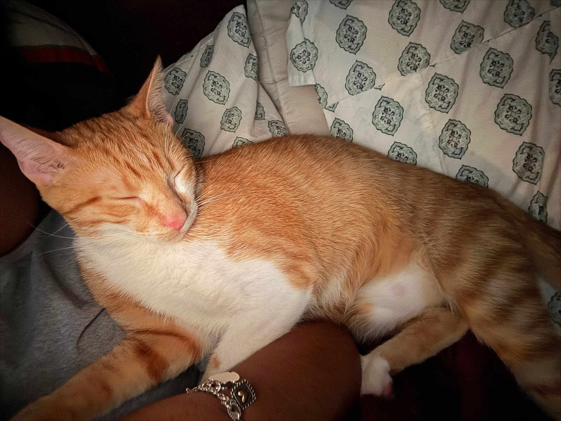 Broot joined the competition — help win amazing prizes! cat, orange_cat, sleeping, pet, indoor, resting, feline, bed, blanket, human_arm, bracelet, comfort, closeup, whiskers, ears, fur, nap, domestic_cat, relaxation, cute