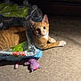 Broot is registered to the contest to win money with this photo: cat, orange_cat, white_paws, plastic_pack, water_bottles, floor, toy, purple_toy, indoor, pet, curious, whiskers, ears, playful, relaxed, animal, plastic_wrap, domestic_cat, looking_at_camera, shadow