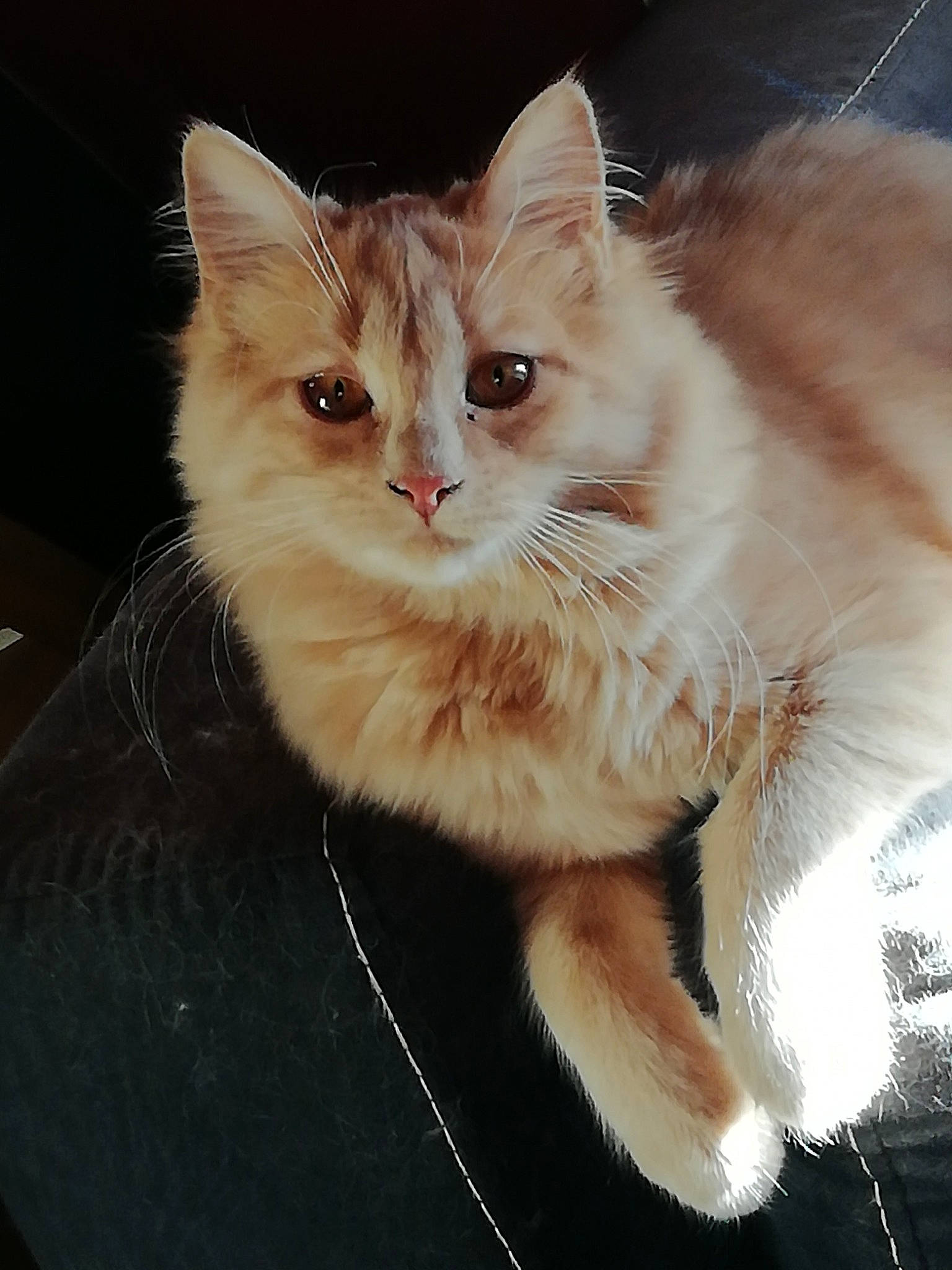 Choukie participe au concours pour gagner de l'argent avec cette photo : carnivore, cat, claw, event, fawn, felidae, fur, iris, paw, small_to_medium_sized_cats, snout, tail, whiskers