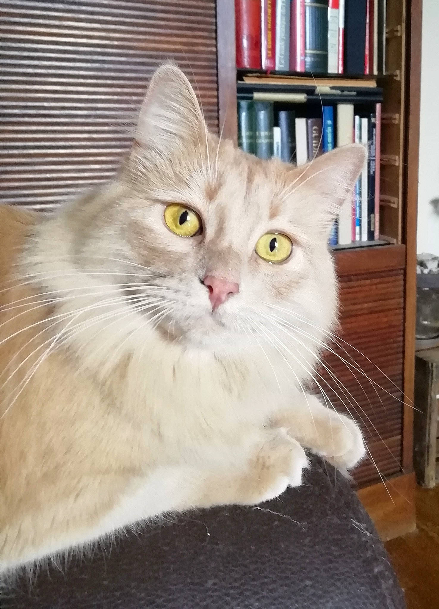 Choukie participe au concours pour gagner de l'argent avec cette photo : book, bookcase, carnivore, cat, claw, domestic_short_haired_cat, fawn, felidae, fur, iris, paw, plant, publication, shelf, shelving, small_to_medium_sized_cats, snout, tail, whiskers, window