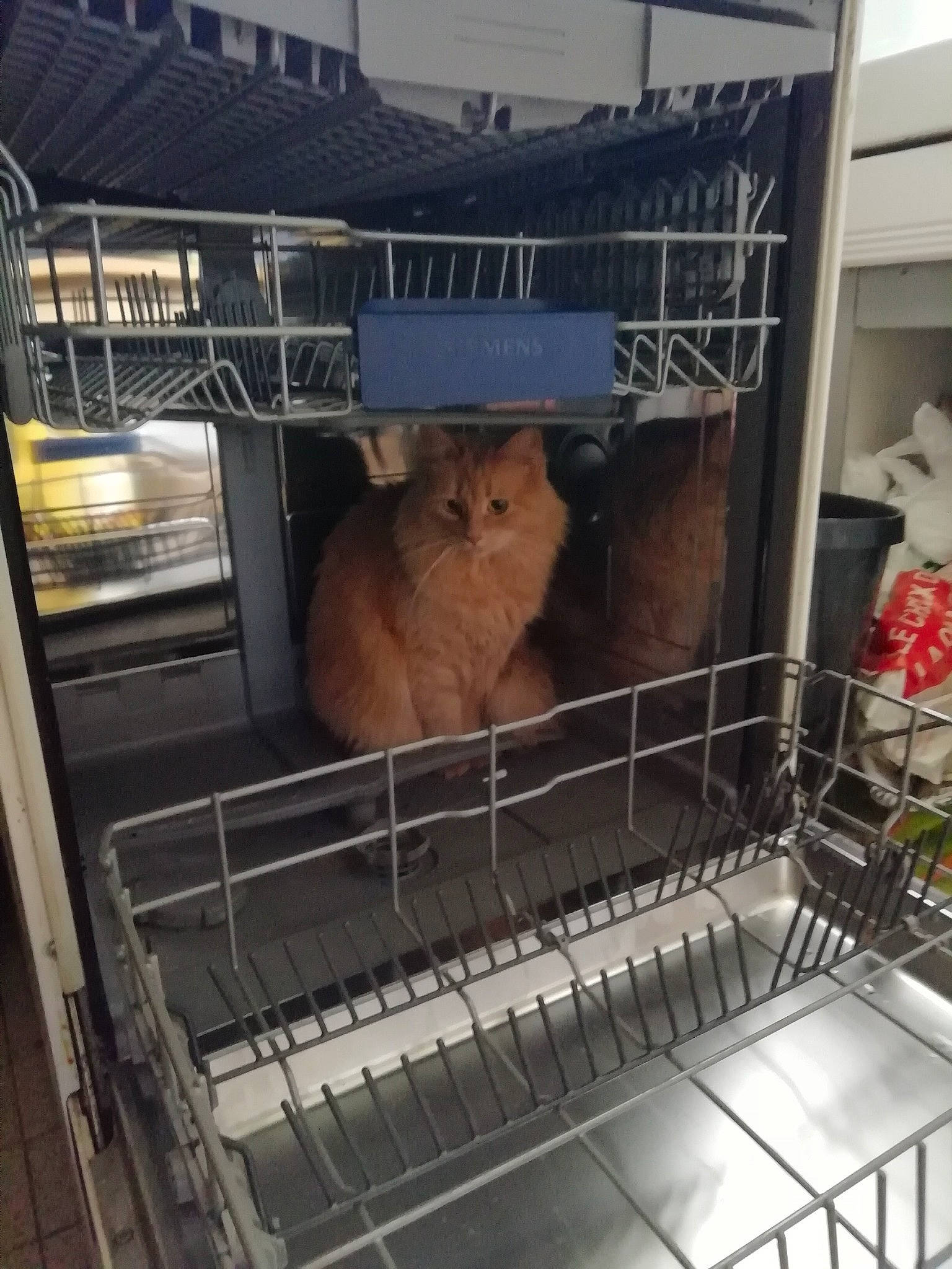 Choukie a rejoint le concours — aidez-le/la à gagner de superbes lots ! animal_shelter, cage, canidae, dishwasher, fawn, gas, kitchen_appliance, livestock, major_appliance, mammal, mesh, metal, pet_supply, rabbit, refrigerator, service, shelf, snout, toy, working_animal