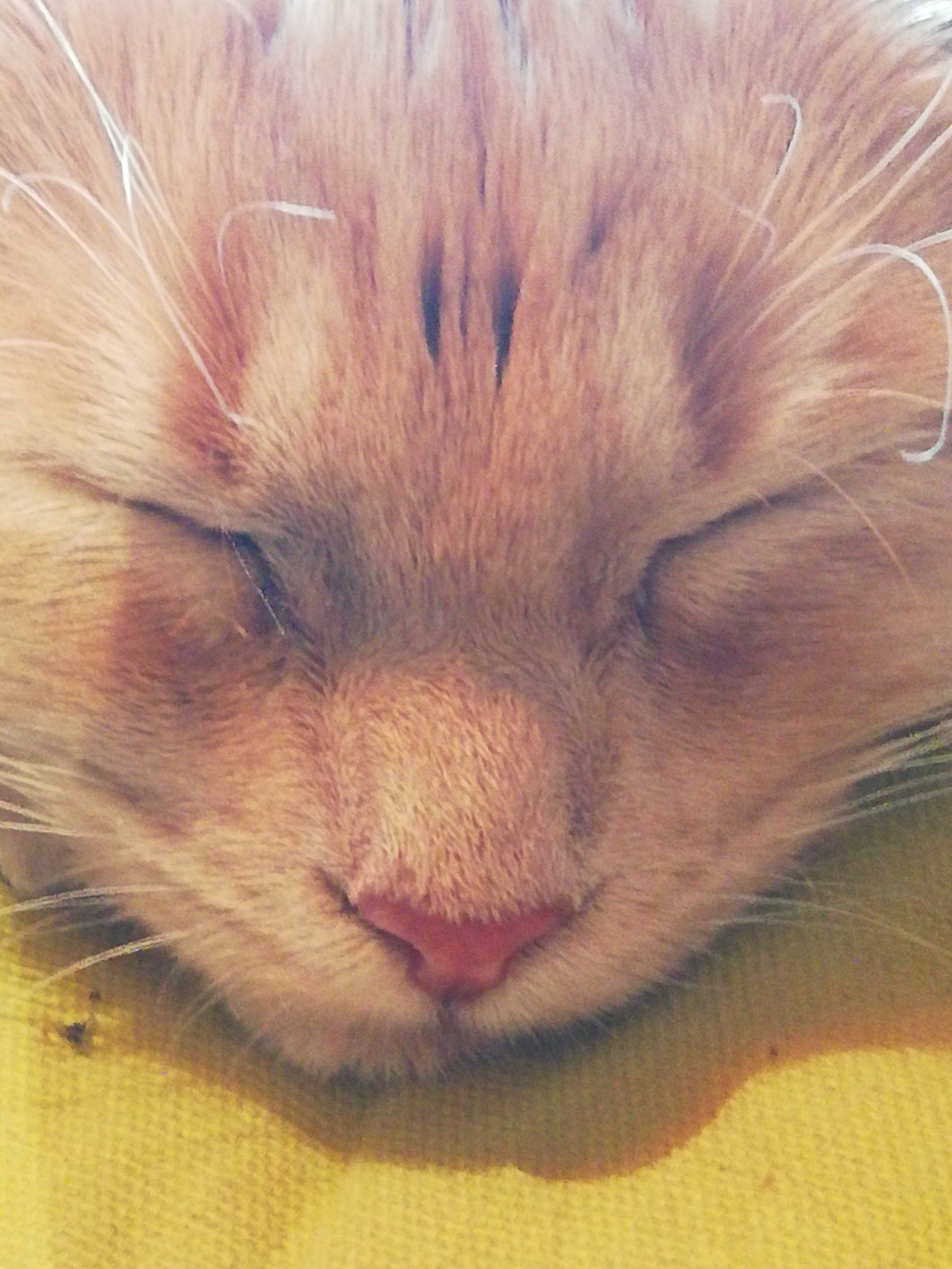 Choukie a rejoint le concours — aidez-le/la à gagner de superbes lots ! carnivore, cat, claw, comfort, domestic_short_haired_cat, eye, fawn, felidae, flooring, fur, hardwood, nap, small_to_medium_sized_cats, snout, tail, terrestrial_animal, whiskers, wildlife, wood