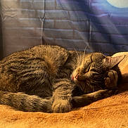 Bella is registered to the contest to win money with this photo: bed, blanket, cat, close_up, cozy, curtain_backdrop, fur, indoor, nap, paw, pet, portrait, relaxed, sleeping, soft_texture, stripes, tabby_cat, tail, warm_lighting, whiskers