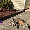 Bella joined the competition — help win amazing prizes! belly, bush, cat, concrete, cute, feline, gutter, house_siding, mulch, outdoor, paw, pet, purple_bowl, resting, shadow, sidewalk, striped_fur, sunbathing, tabby_cat, window