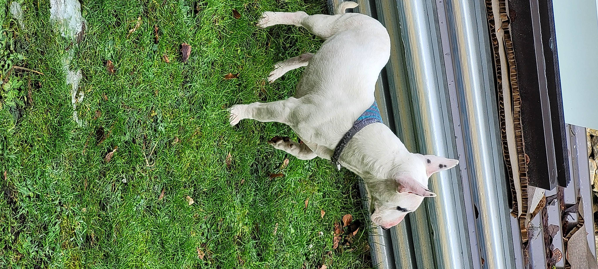 Higor participe au concours pour gagner de l'argent avec cette photo : canidae, carnivore, companion_dog, dog, dog_breed, fawn, felidae, grass, groundcover, guard_dog, livestock, non_sporting_group, plant, sporting_group, tail, terrestrial_animal, working_animal