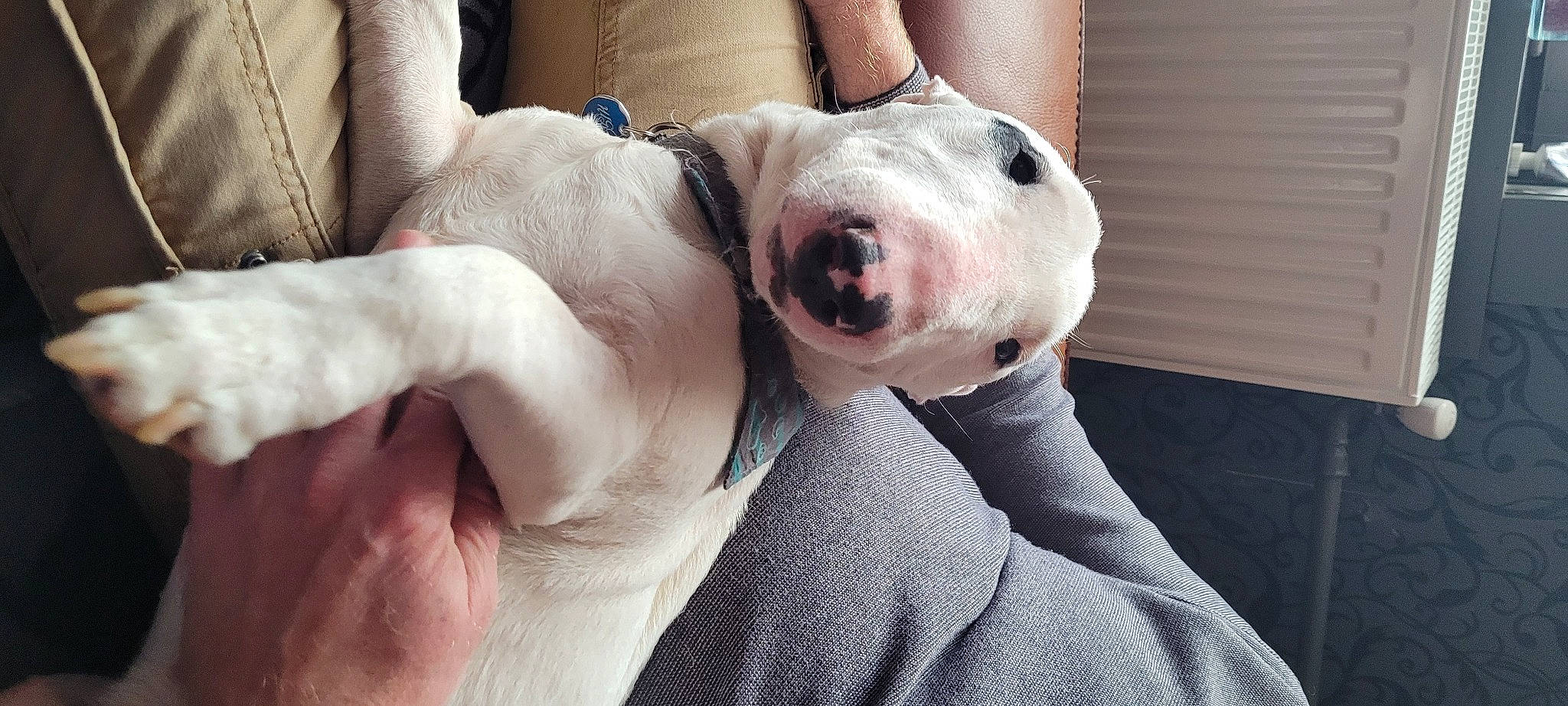 Higor participe au concours pour gagner de l'argent avec cette photo : ball, carnivore, collar, comfort, companion_dog, dog, dog_breed, fawn, flesh, fur, giant_dog_breed, guard_dog, molosser, non_sporting_group, pit_bull, snout, sporting_group, terrestrial_animal, whiskers, working_animal