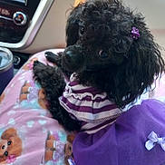 Willow joined the competition — help win amazing prizes! animal, black_dog, blanket, bow, car_interior, clothing, companion, curly_fur, cute, dog, indoors, pet, pet_fashion, poodle, purple_dress, relaxed, seat, small_dog, teddy_bear_print, window