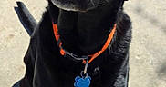 Rudy joined the competition — help win amazing prizes! animal, black_dog, canine, collar, companion, concrete, curious, cute, daylight, dog, domestic_animal, friendly, head_tilt, orange_collar, outdoor, pet, portrait, shadow, sitting, sunlight