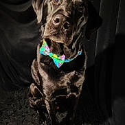 Rudy is registered to the contest to win money with this photo: dog, black_dog, bowtie, pet, animal, portrait, indoor, curious, sitting, head_tilt, floral, colorful, closeup, cute, fur, canine, studio, dark_background, expression, adorable
