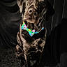 dog, black_dog, bowtie, pet, animal, portrait, indoor, curious, sitting, head_tilt, floral, colorful, closeup, cute, fur, canine, studio, dark_background, expression, adorable
