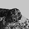 animal, black_and_white, blanket, calm, canine, close_up, cozy, dog, expression, fur, fur_texture, indoors, muzzle, nostrils, pet, portrait, resting, sleepy, snout, texture