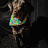 Rudy is registered to the contest to win money with this photo: dog, black_dog, bandana, floral_pattern, portrait, pet, animal, canine, fur, ears, eyes, nose, dark_background, studio_lighting, fashion_accessory, closeup, sitting, indoor, shadow, texture