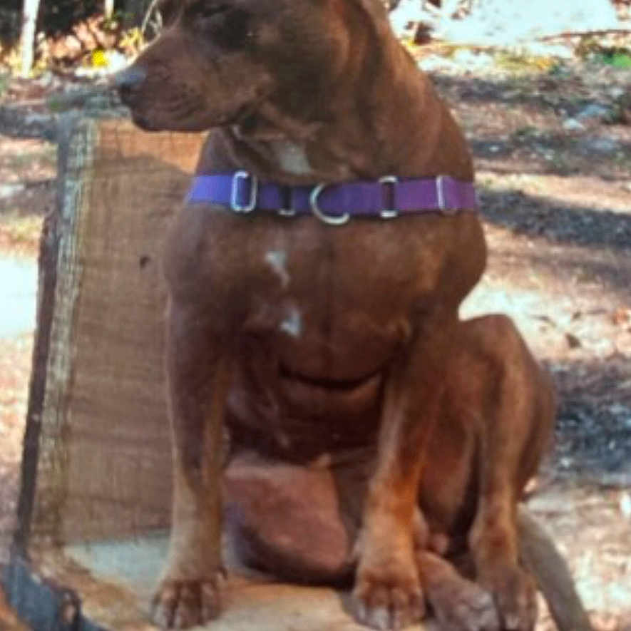 Nala